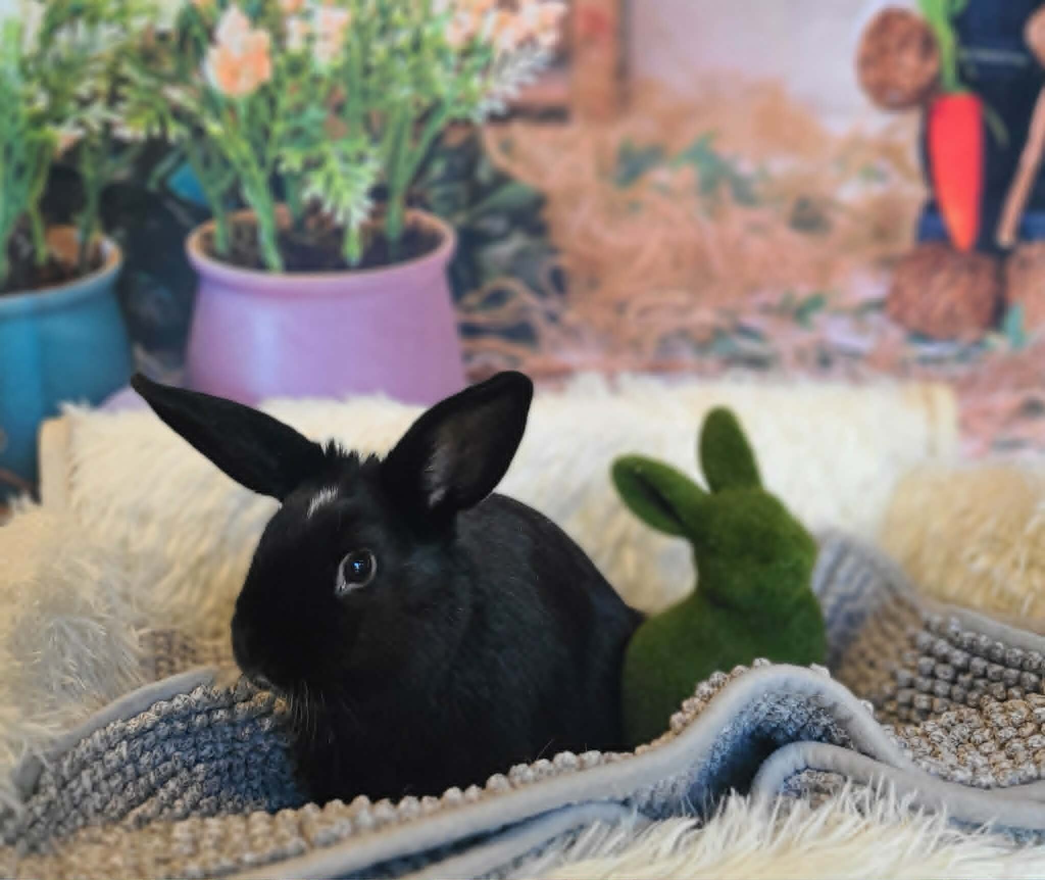 Picture of the Animal Listed